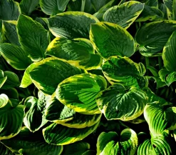 Dehner Bio Bio Goldrandfunkie 'Aureomarginata' Best