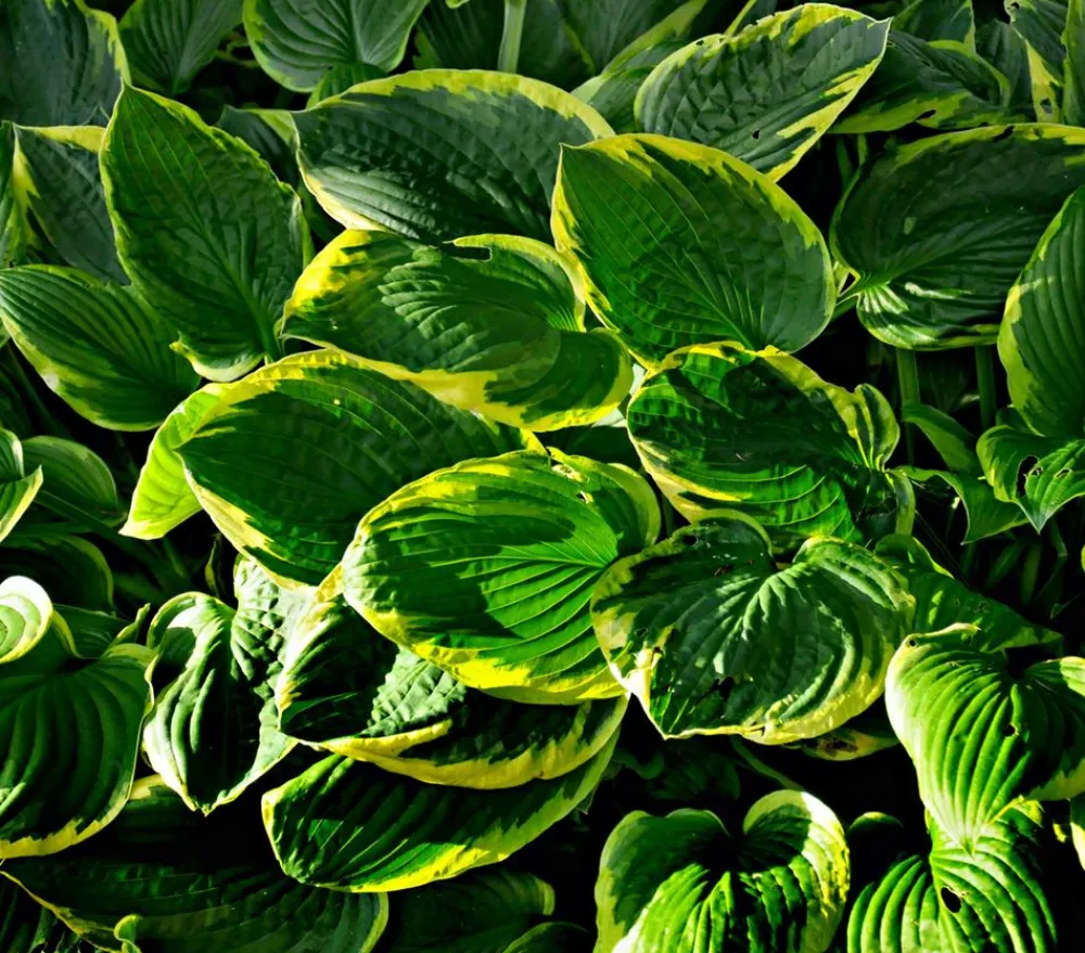 Dehner Bio Bio Goldrandfunkie 'Aureomarginata' Best