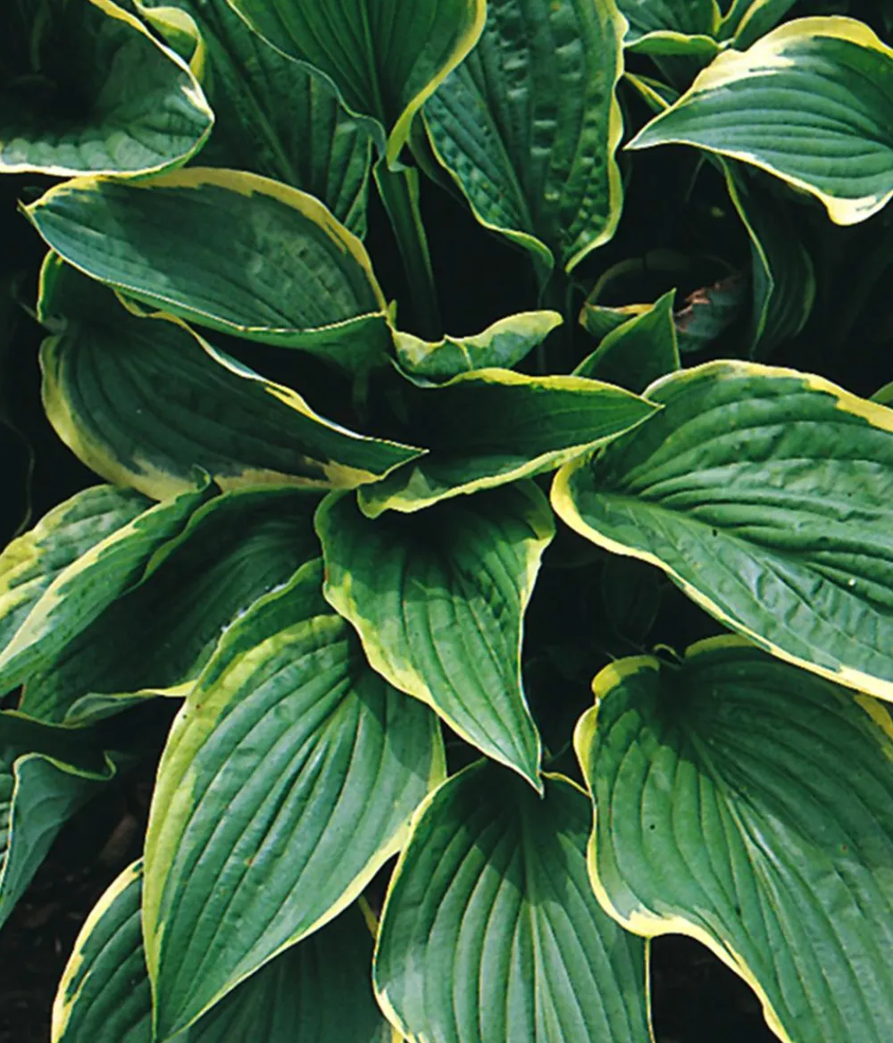 Dehner Bio Bio Goldrandfunkie 'Aureomarginata' Best