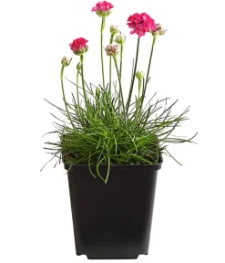 Dehner Bio Bio Grasnelke, Pink Online