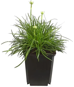Dehner Bio Steingartenstauden|Nelken > Bio Grasnelke,