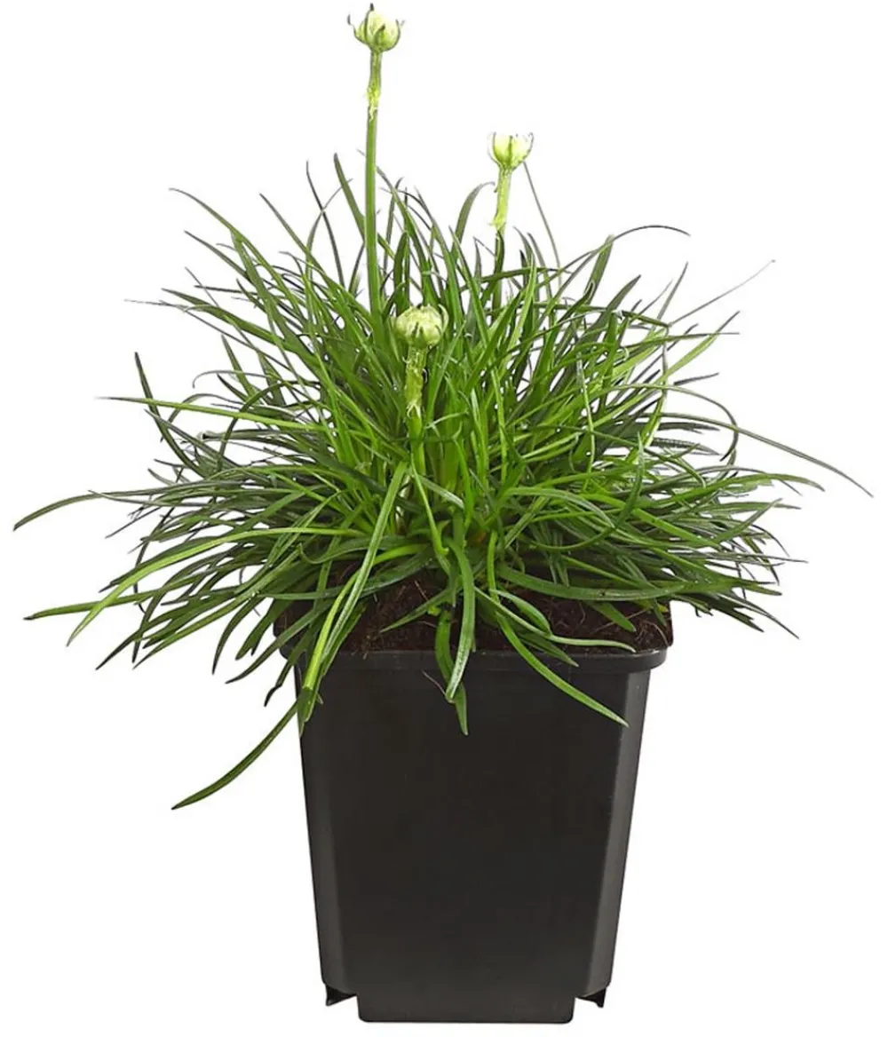 Dehner Bio Steingartenstauden|Nelken > Bio Grasnelke,