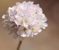 Dehner Bio Steingartenstauden|Nelken > Bio Grasnelke,