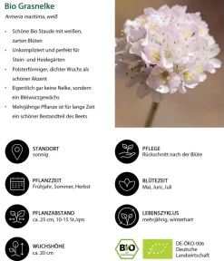 Dehner Bio Steingartenstauden|Nelken > Bio Grasnelke,