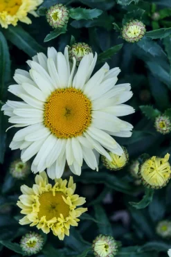 Dehner Bio Sommerstauden|Bio Stauden - Bio Großblumige Margerite 'Alaska' Weiß