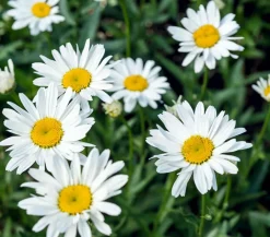 Dehner Bio Sommerstauden|Bio Stauden - Bio Großblumige Margerite 'Alaska' Weiß