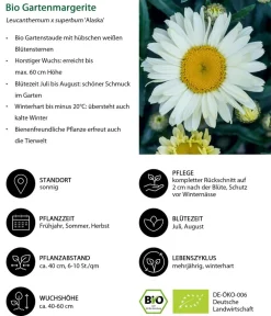 Dehner Bio Sommerstauden|Bio Stauden - Bio Großblumige Margerite 'Alaska' Weiß