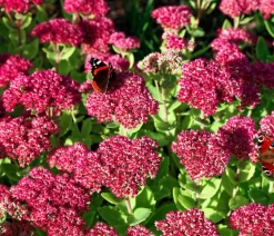 Dehner Bio Fetthenne|Sommerstauden - Bio Große Fetthenne 'Herbstfreude' Rosa