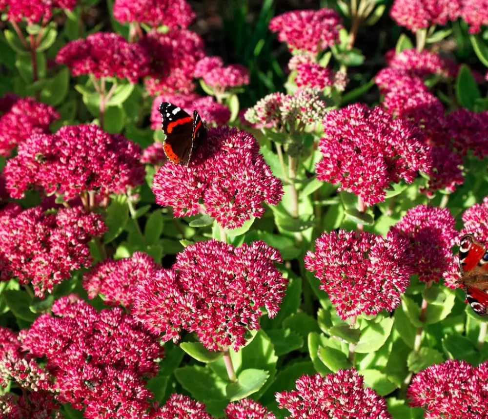 Dehner Bio Fetthenne|Sommerstauden - Bio Große Fetthenne 'Herbstfreude' Rosa