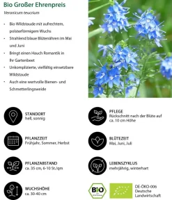 Dehner Bio Sommerstauden|Bio Stauden - Bio Großer Ehrenpreis Blau