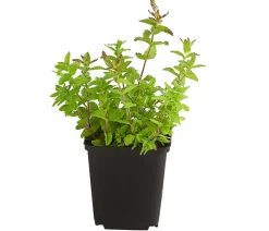 Dehner Bio Sommerstauden|Bio Stauden - Bio Großer Ehrenpreis Blau