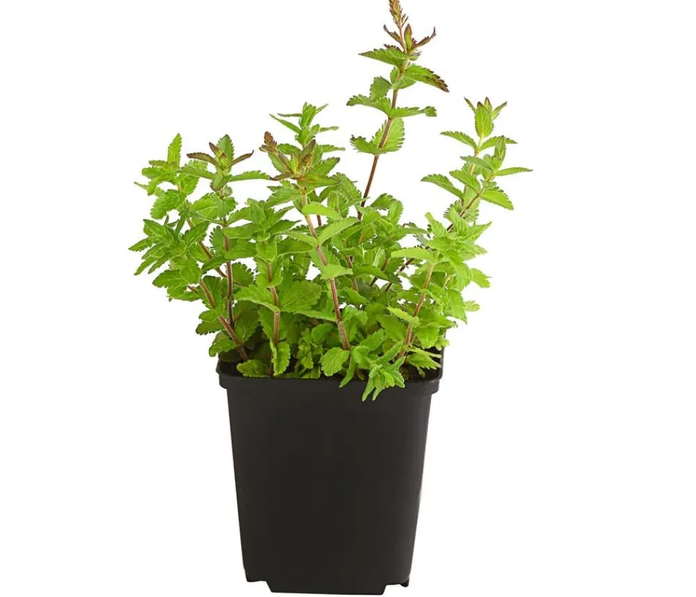 Dehner Bio Sommerstauden|Bio Stauden - Bio Großer Ehrenpreis Blau