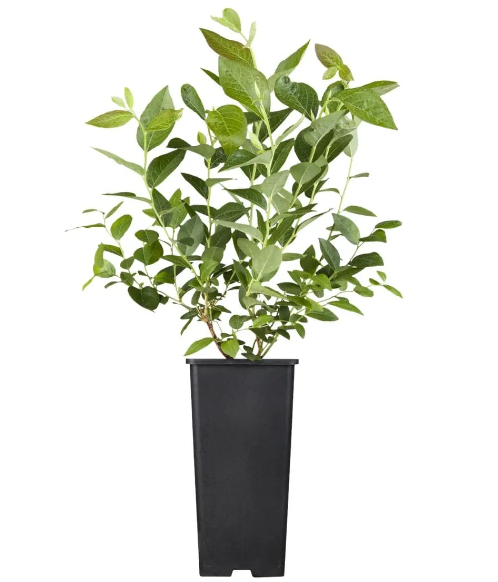 Dehner Bio Bio Heidelbeere 'Hortblue Petite®' Blau New