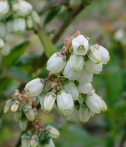 Dehner Bio Bio-Obststräucher|Heidelbeeren > Bio Heidelbeere 'Little Blue Wonder'