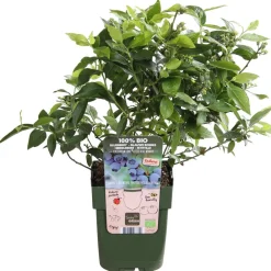 Dehner Bio Bio-Obststräucher|Heidelbeeren > Bio Heidelbeere 'Little Blue Wonder'