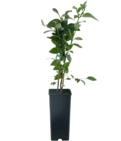Dehner Bio Bio-Obststräucher - Bio Heidelbeere 'Reka' Dunkelblau