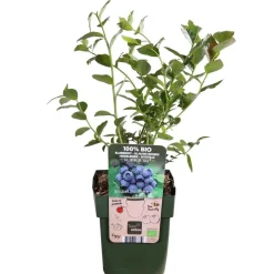 Dehner Bio Bio-Obststräucher > Bio Heidelbeere 'Reka'