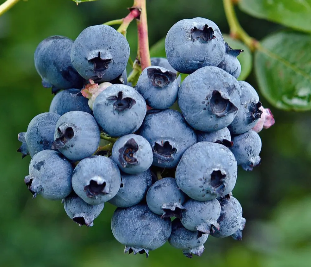 Dehner Bio Bio-Obststräucher > Bio Heidelbeere 'Reka'