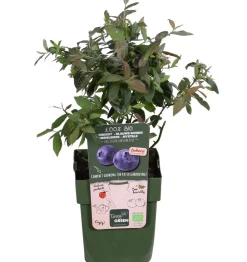 Dehner Bio Bio Heidelbeere 'Sunshine Blue' Dunkelblau Clearance