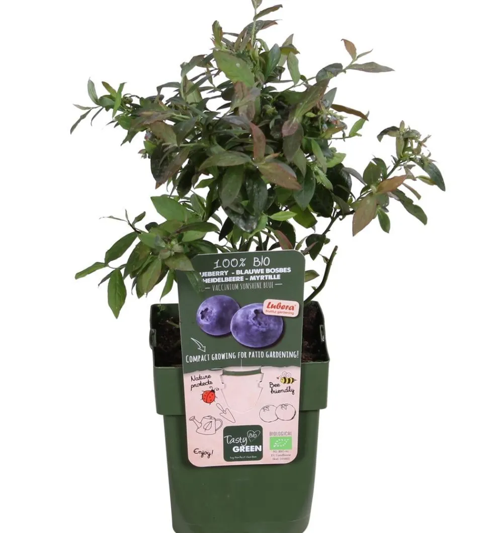 Dehner Bio Bio Heidelbeere 'Sunshine Blue' Dunkelblau Clearance