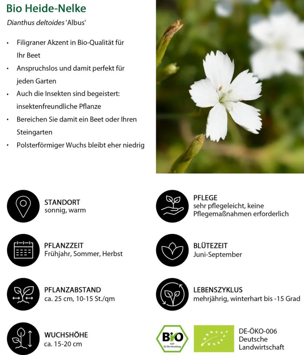 Dehner Bio Steingartenstauden|Nelken > Bio Heide-Nelke 'Albus'