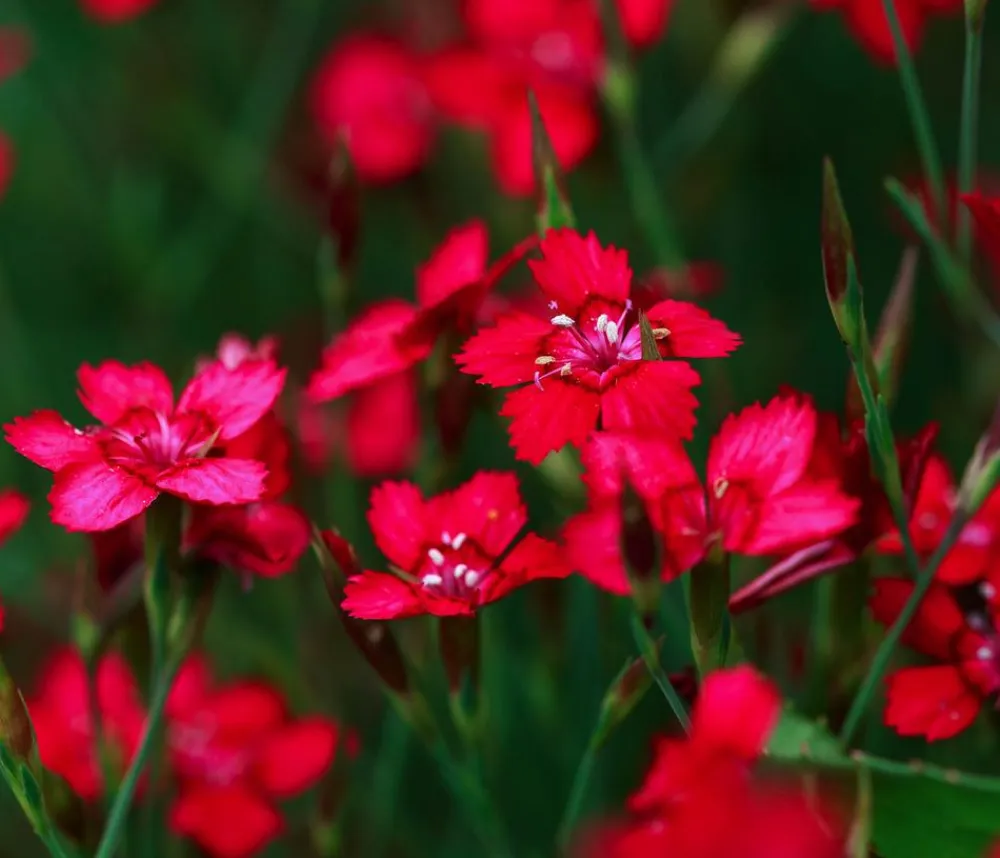 Dehner Bio Steingartenstauden|Nelken - Bio Heide-Nelke, rot Pink