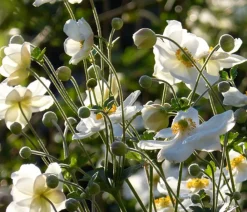 Dehner Bio Sommerstauden|Bio Stauden - Bio Herbst-Anemone 'Honorine Jobert' Weiß