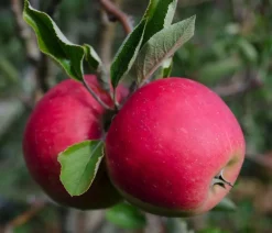 Dehner Bio Bio Herbstapfel 'Elstar' Rot New