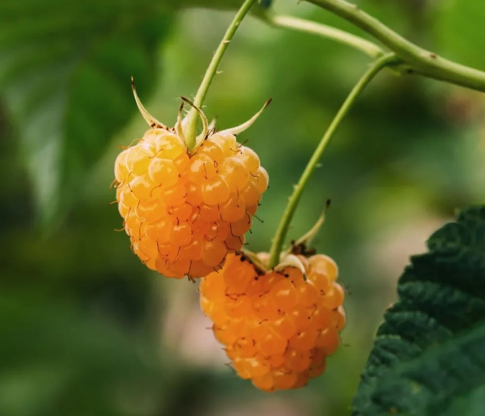 Dehner Bio Himbeeren & Brombeeren|Bio-Obststräucher > Bio Himbeere 'Autumn Amber®'