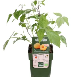 Dehner Bio Himbeeren & Brombeeren|Bio-Obststräucher > Bio Himbeere 'Autumn Amber®'