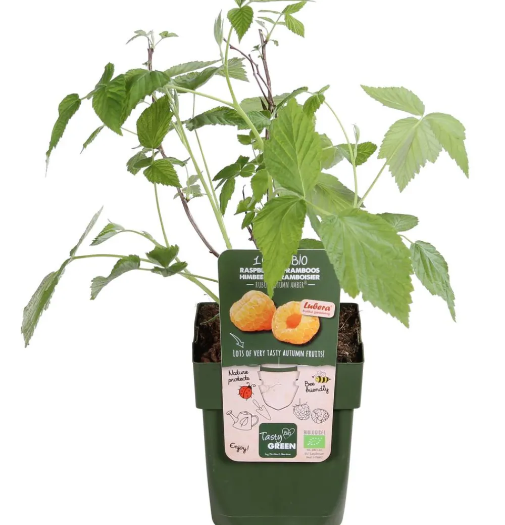 Dehner Bio Himbeeren & Brombeeren|Bio-Obststräucher > Bio Himbeere 'Autumn Amber®'