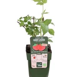 Dehner Bio Bio Himbeere 'Autumn First®' Rot New