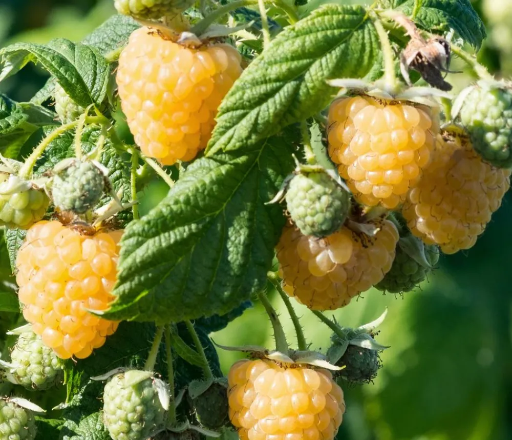 Dehner Bio Himbeeren & Brombeeren|Bio-Obststräucher > Bio Himbeere 'Golden Everest'