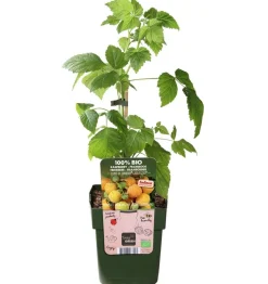 Dehner Bio Bio Himbeere 'Goodasgold®' Gelb Online