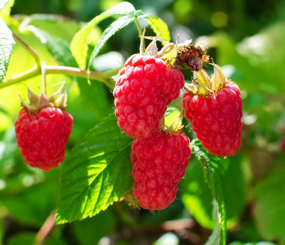 Dehner Bio Himbeeren & Brombeeren|Bio-Obststräucher > Bio Himbeere 'Heritage'