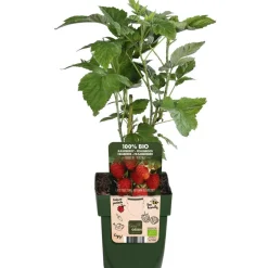 Dehner Bio Himbeeren & Brombeeren|Bio-Obststräucher > Bio Himbeere 'Heritage'