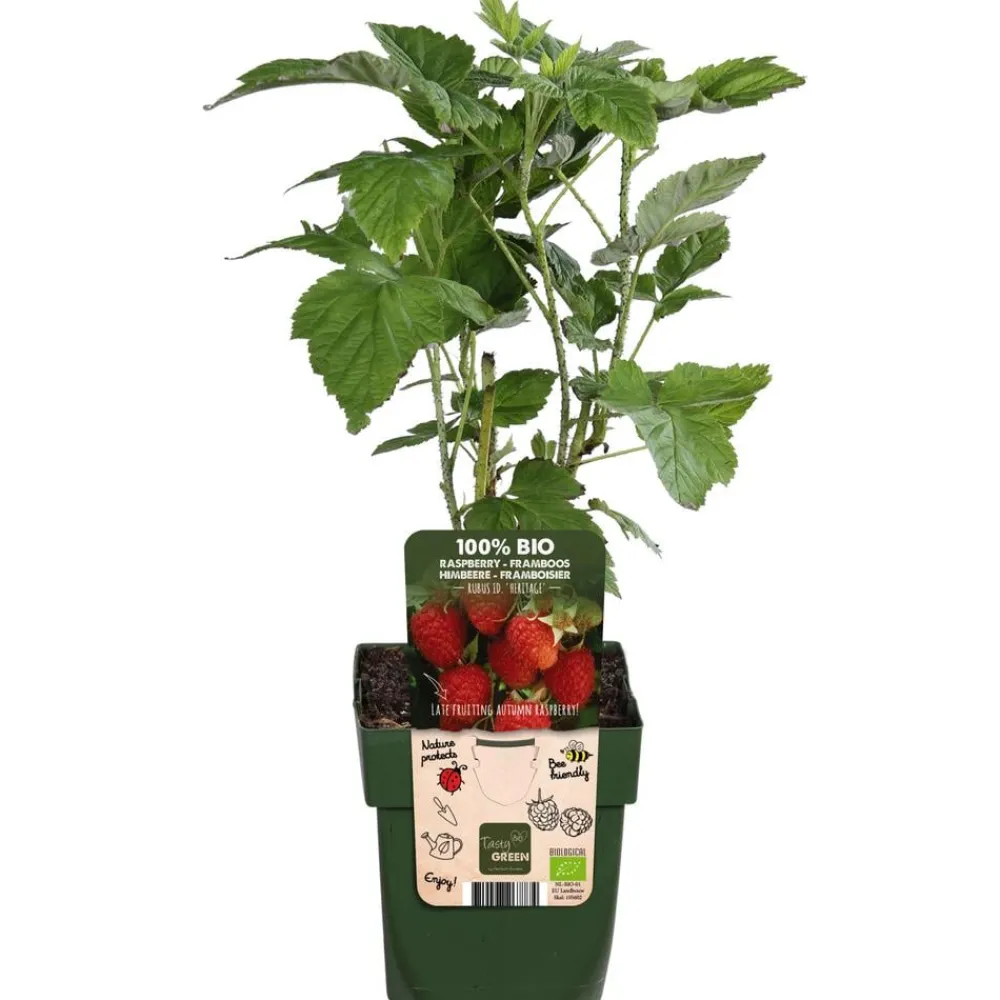 Dehner Bio Himbeeren & Brombeeren|Bio-Obststräucher > Bio Himbeere 'Heritage'