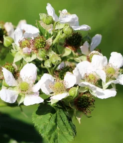 Dehner Bio Himbeeren & Brombeeren|Bio-Obststräucher - Bio Himbeere 'Lowberry® Little Sweet Sister®' Dunkelrot