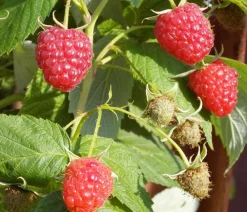 Dehner Bio Bio Himbeere 'Malling Promise' Rot Outlet