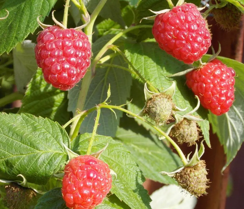 Dehner Bio Bio Himbeere 'Malling Promise' Rot Outlet