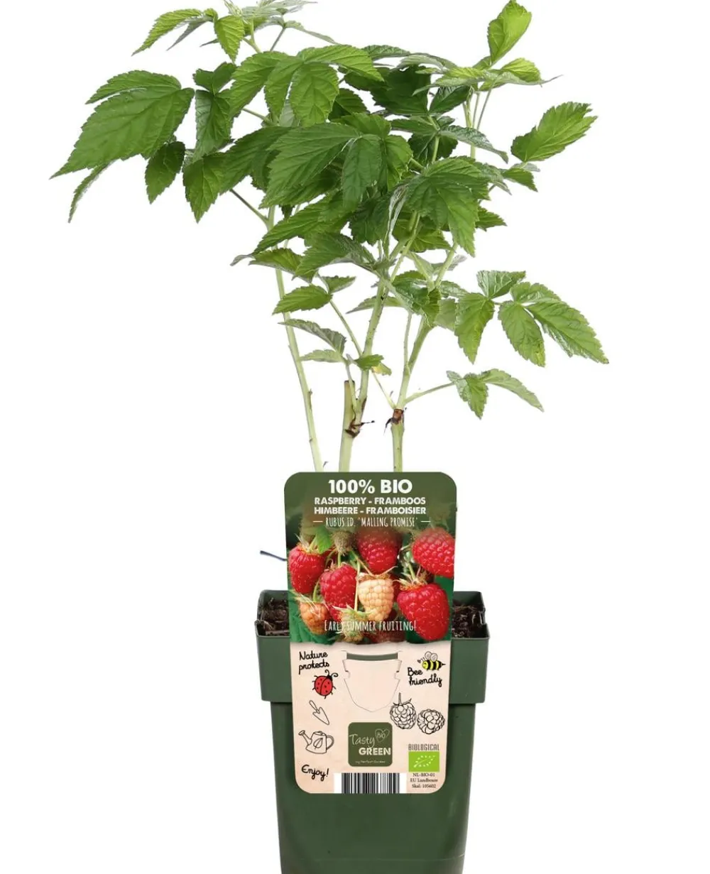 Dehner Bio Bio Himbeere 'Malling Promise' Rot Outlet