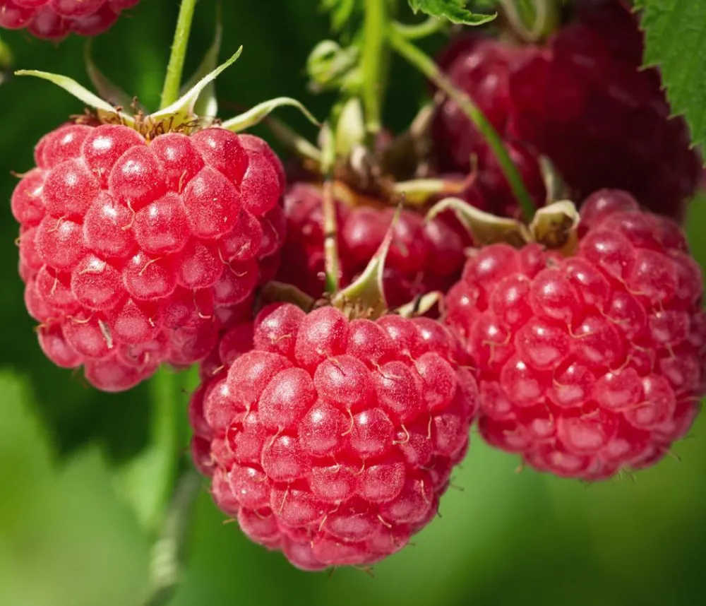 Dehner Bio Bio Himbeere 'Malling Promise' Rot Outlet