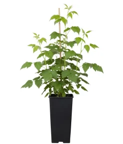 Dehner Bio Bio-Obststräucher - Bio Himbeere 'Sanibelle'® Hellrot