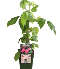 Dehner Bio Himbeeren & Brombeeren|Bio-Obststräucher > Bio Himbeere 'Sugana® Twotimer®',