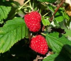 Dehner Bio Himbeeren & Brombeeren|Bio-Obststräucher - Bio Himbeere 'Tulameen' Rot