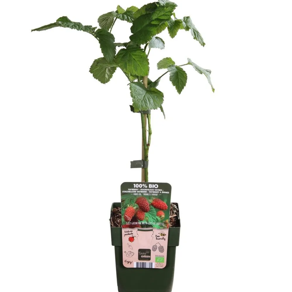 Dehner Bio Weinreben & Gartenobst|Bio-Obststräucher > Bio Him-Brombeere 'Tayberry'