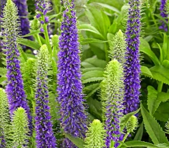 Dehner Bio Steingartenstauden|Bio Stauden > Bio Ähriger Ehrenpreis 'Ulster Dwarf Blue'