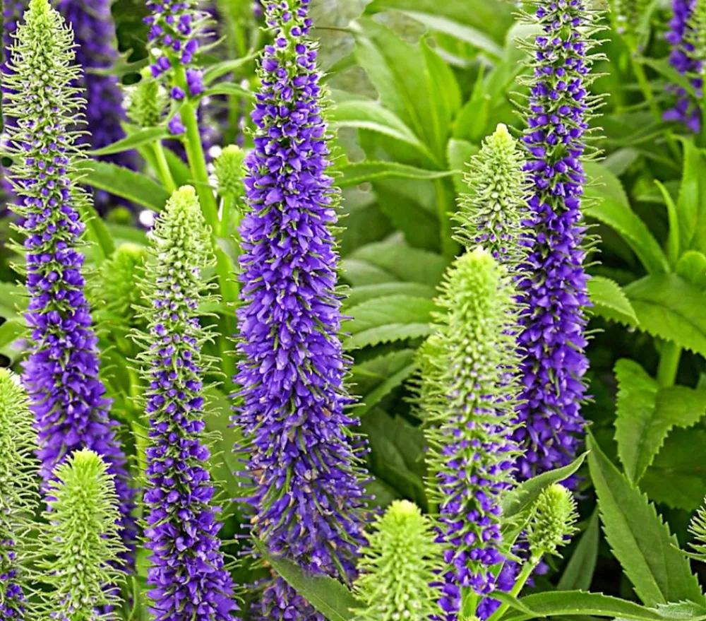 Dehner Bio Steingartenstauden|Bio Stauden > Bio Ähriger Ehrenpreis 'Ulster Dwarf Blue'