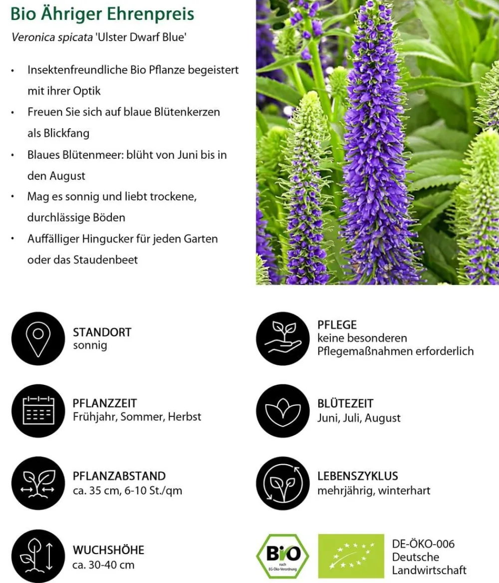 Dehner Bio Steingartenstauden|Bio Stauden > Bio Ähriger Ehrenpreis 'Ulster Dwarf Blue'