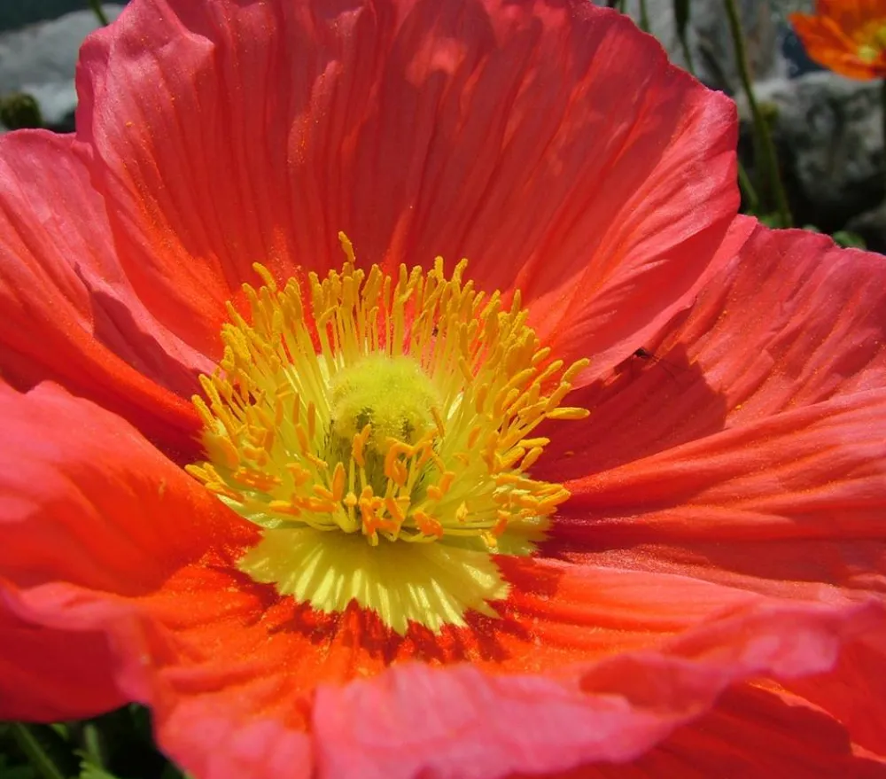 Dehner Bio Steingartenstauden|Bio Stauden > Bio Island-Mohn